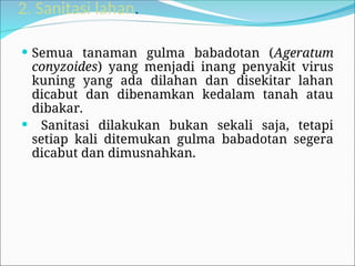 2. Sanitasi lahan.
 Semua tanaman gulma babadotan (Ageratum
conyzoides) yang menjadi inang penyakit virus
kuning yang ada dilahan dan disekitar lahan
dicabut dan dibenamkan kedalam tanah atau
dibakar.
 Sanitasi dilakukan bukan sekali saja, tetapi
setiap kali ditemukan gulma babadotan segera
dicabut dan dimusnahkan.
 