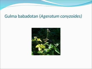 Gulma babadotan (Ageratum conyzoides)
 