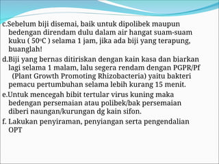 c.Sebelum biji disemai, baik untuk dipolibek maupun
bedengan direndam dulu dalam air hangat suam-suam
kuku ( 50o
C ) selama 1 jam, jika ada biji yang terapung,
buanglah!
d.Biji yang bernas ditiriskan dengan kain kasa dan biarkan
lagi selama 1 malam, lalu segera rendam dengan PGPR/Pf
(Plant Growth Promoting Rhizobacteria) yaitu bakteri
pemacu pertumbuhan selama lebih kurang 15 menit.
e.Untuk mencegah bibit tertular virus kuning maka
bedengan persemaian atau polibek/bak persemaian
diberi naungan/kurungan dg kain sifon.
f. Lakukan penyiraman, penyiangan serta pengendalian
OPT
 