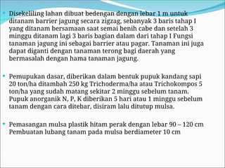  Disekeliling lahan dibuat bedengan dengan lebar 1 m untuk
ditanam barrier jagung secara zigzag, sebanyak 3 baris tahap I
yang ditanam bersamaan saat semai benih cabe dan setelah 3
minggu ditanam lagi 3 baris bagian dalam dari tahap I Fungsi
tanaman jagung ini sebagai barrier atau pagar. Tanaman ini juga
dapat diganti dengan tanaman terong bagi daerah yang
bermasalah dengan hama tanaman jagung.
 Pemupukan dasar, diberikan dalam bentuk pupuk kandang sapi
20 ton/ha ditambah 250 kg Trichoderma/ha atau Trichokompos 5
ton/ha yang sudah matang sekitar 2 minggu sebelum tanam.
Pupuk anorganik N, P, K diberikan 5 hari atau 1 minggu sebelum
tanam dengan cara ditebar, disiram lalu ditutup mulsa.
 Pemasangan mulsa plastik hitam perak dengan lebar 90 – 120 cm
Pembuatan lubang tanam pada mulsa berdiameter 10 cm
 