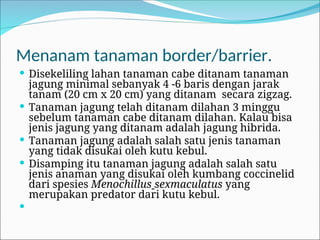 Menanam tanaman border/barrier.
 Disekeliling lahan tanaman cabe ditanam tanaman
jagung minimal sebanyak 4 -6 baris dengan jarak
tanam (20 cm x 20 cm) yang ditanam secara zigzag.
 Tanaman jagung telah ditanam dilahan 3 minggu
sebelum tanaman cabe ditanam dilahan. Kalau bisa
jenis jagung yang ditanam adalah jagung hibrida.
 Tanaman jagung adalah salah satu jenis tanaman
yang tidak disukai oleh kutu kebul.
 Disamping itu tanaman jagung adalah salah satu
jenis anaman yang disukai oleh kumbang coccinelid
dari spesies Menochillus sexmaculatus yang
merupakan predator dari kutu kebul.

 