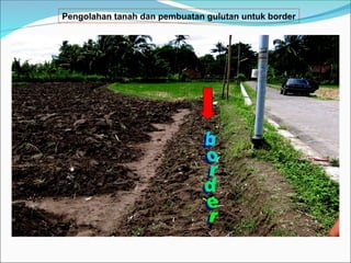 Pengolahan tanah dan pembuatan gulutan untuk border
 