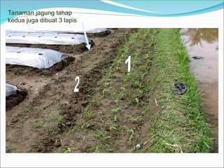 Tanaman jagung tahap
kedua juga dibuat 3 lapis
 