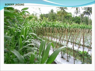 BORDER JAGUNG
 