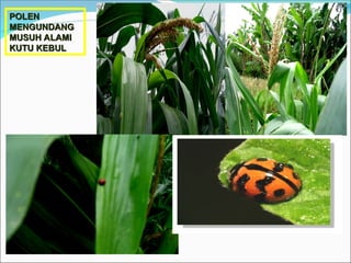 POLEN
POLEN
MENGUNDANG
MENGUNDANG
MUSUH ALAMI
MUSUH ALAMI
KUTU KEBUL
KUTU KEBUL
 