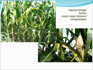 Jagung sebagai
border
masih dapat dipanen/
menghasilkan
 