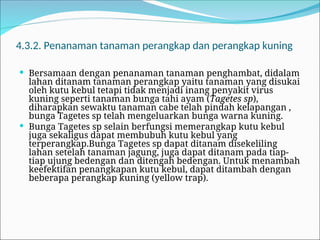 4.3.2. Penanaman tanaman perangkap dan perangkap kuning
 Bersamaan dengan penanaman tanaman penghambat, didalam
lahan ditanam tanaman perangkap yaitu tanaman yang disukai
oleh kutu kebul tetapi tidak menjadi inang penyakit virus
kuning seperti tanaman bunga tahi ayam (Tagetes sp),
diharapkan sewaktu tanaman cabe telah pindah kelapangan ,
bunga Tagetes sp telah mengeluarkan bunga warna kuning.
 Bunga Tagetes sp selain berfungsi memerangkap kutu kebul
juga sekaligus dapat membubuh kutu kebul yang
terperangkap.Bunga Tagetes sp dapat ditanam disekeliling
lahan setelah tanaman jagung, juga dapat ditanam pada tiap-
tiap ujung bedengan dan ditengah bedengan. Untuk menambah
keefektifan penangkapan kutu kebul, dapat ditambah dengan
beberapa perangkap kuning (yellow trap).
 