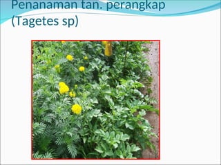 Penanaman tan. perangkap
(Tagetes sp)
 