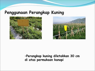 Penggunaan Perangkap Kuning
–Perangkap kuning diletakkan 30 cm
di atas permukaan kanopi
 