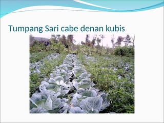 Tumpang Sari cabe denan kubis
 