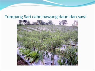 Tumpang Sari cabe bawang daun dan sawi
 