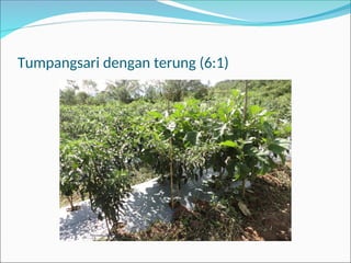Tumpangsari dengan terung (6:1)
 