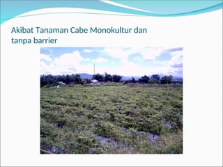 Akibat Tanaman Cabe Monokultur dan
tanpa barrier
 