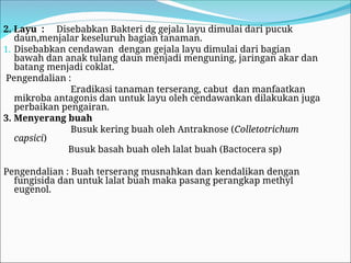 2. Layu : Disebabkan Bakteri dg gejala layu dimulai dari pucuk
daun,menjalar keseluruh bagian tanaman.
1. Disebabkan cendawan dengan gejala layu dimulai dari bagian
bawah dan anak tulang daun menjadi menguning, jaringan akar dan
batang menjadi coklat.
Pengendalian :
Eradikasi tanaman terserang, cabut dan manfaatkan
mikroba antagonis dan untuk layu oleh cendawankan dilakukan juga
perbaikan pengairan.
3. Menyerang buah
Busuk kering buah oleh Antraknose (Colletotrichum
capsici)
Busuk basah buah oleh lalat buah (Bactocera sp)
Pengendalian : Buah terserang musnahkan dan kendalikan dengan
fungisida dan untuk lalat buah maka pasang perangkap methyl
eugenol.
 