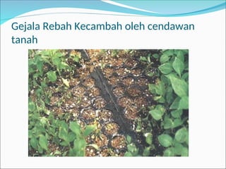 Gejala Rebah Kecambah oleh cendawan
tanah
 