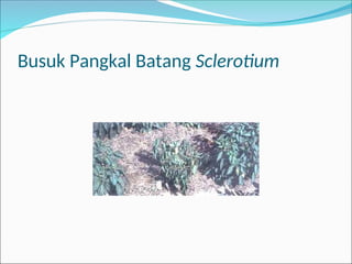 Busuk Pangkal Batang Sclerotium
 