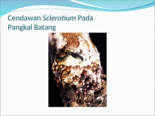 Cendawan Sclerotium Pada
Pangkal Batang
 