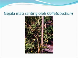 Gejala mati ranting oleh Colletotrichum
 