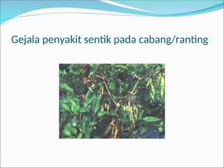 Gejala penyakit sentik pada cabang/ranting
 