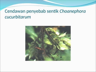 Cendawan penyebab sentik Choanephora
cucurbitarum
 