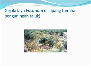 Gejala layu Fusarium di lapang (terlihat
penguningan tajuk)
 