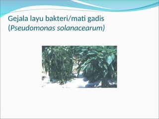 Gejala layu bakteri/mati gadis
(Pseudomonas solanacearum)
 