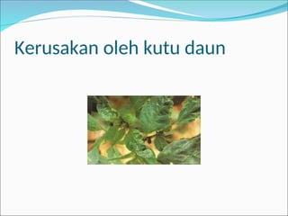 Kerusakan oleh kutu daun
 