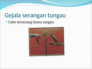 Gejala serangan tungau
 Cabe terserang hama tungau
 