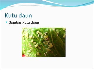 Kutu daun
 Gambar kutu daun
 