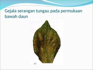 Gejala serangan tungau pada permukaan
bawah daun
 