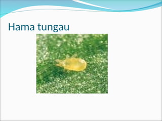 Hama tungau
 