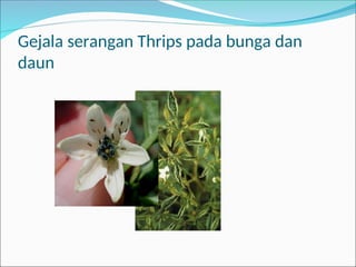 Gejala serangan Thrips pada bunga dan
daun
 