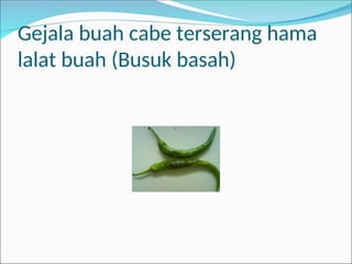 Gejala buah cabe terserang hama
lalat buah (Busuk basah)
 