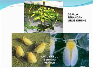 KUTU KEBUL
KUTU KEBUL
SEBAGAI
SEBAGAI
VEKTOR
VEKTOR
GEJALA
SERANGAN
VIRUS KUNING
 