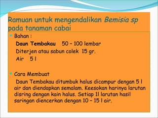 Ramuan untuk mengendalikan Bemisia sp
pada tanaman cabai
 Bahan :
Daun Tembakau 50 – 100 lembar
Diterjen atau sabun colek 15 gr.
Air 5 l
 Cara Membuat
Daun Tembakau ditumbuk halus dicampur dengan 5 l
air dan diendapkan semalam. Keesokan harinya larutan
disring dengan kain halus. Setiap 1l larutan hasil
saringan diencerkan dengan 10 – 15 l air.
 