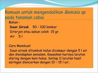 Ramuan untuk mengendalikan Bemisia sp
pada tanaman cabai
 Bahan :
Daun Sirsak 50 – 100 lembar
Diterjen atau sabun colek 15 gr.
Air 5 l
 Cara Membuat
Daun sirsak ditumbuk halus dicampur dengan 5 l air
dan diendapkan semalam. Keesokan harinya larutan
disring dengan kain halus. Setiap 1l larutan hasil
saringan diencerkan dengan 10 – 15 l air.
 