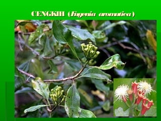 CENGKIH (CENGKIH (Eugenia aromaticaEugenia aromatica ))
 