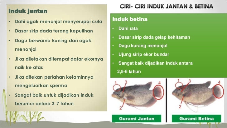 Ciri Ciri Ikan Gurami Jantan Dan Betina