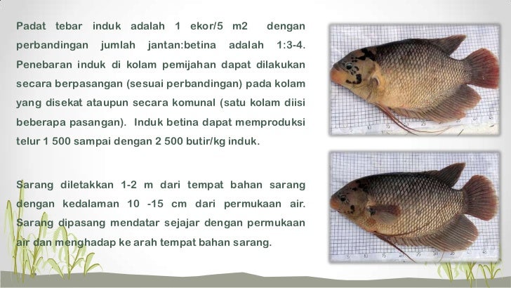74 Gambar Ikan Gurami Jantan Dan Betina Terlihat Keren Gambar Pixabay