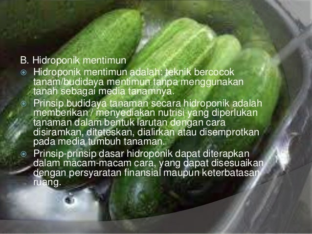 Budidaya hidroponik mentimun Budidaya hidroponik mentimun