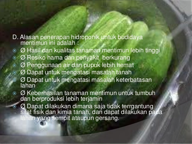 Budidaya hidroponik mentimun Budidaya hidroponik mentimun