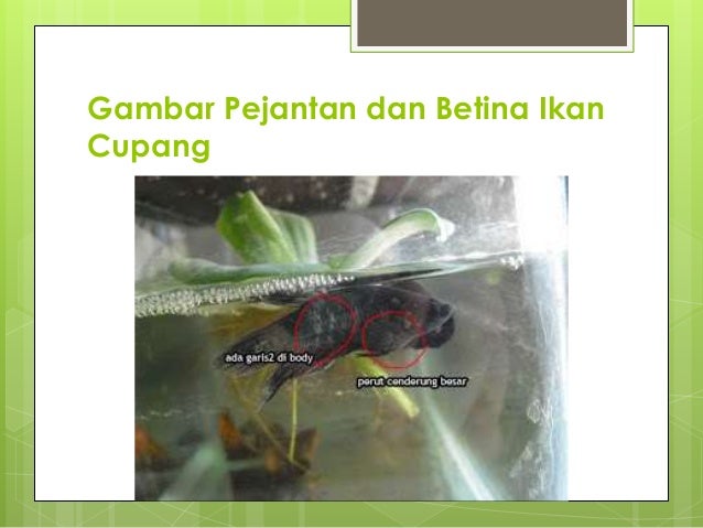 Budidaya ikan cupang Budidaya ikan cupang