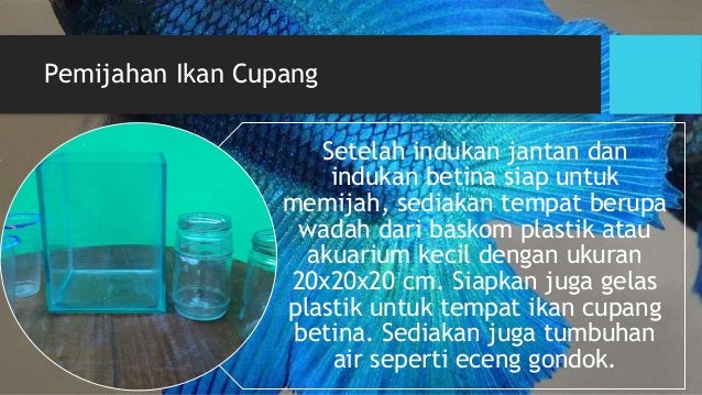 Budidaya Ikan Hias Cupang