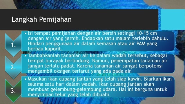 Budidaya Ikan Hias Cupang
