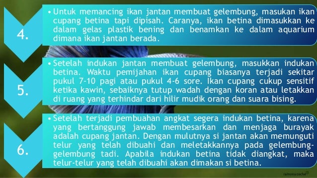Budidaya Ikan Hias Cupang