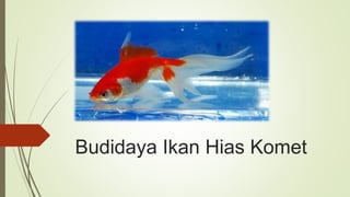 Budidaya Ikan Hias Komet
 