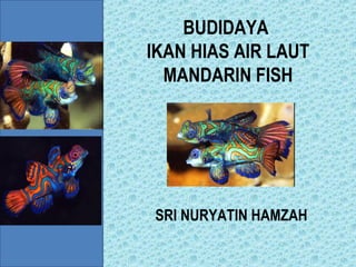 BUDIDAYA
IKAN HIAS AIR LAUT
MANDARIN FISH
SRI NURYATIN HAMZAH
 