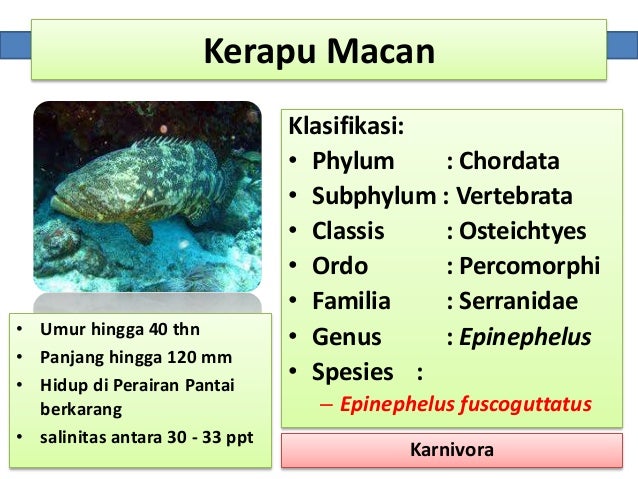 Ikan Kerapu In English : Ida's Homemade......: Arsik Ikan Kerapu : Ikan