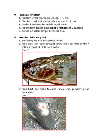  Pengisian Air Kolam
1. Isi kolam terpal dengan air setinggi + 75 cm.
2. Diamkan kondisi air dalam kolam sampai 2 – 3 hari
3. Tambal kebocoran kolam bila terpal bocor
4. Tabur kolam dengan daun kipait / rondonoleh / bangkak
5. Biarkan air kolam sampai berwarna hijau
 Pemilihan Bibit Yang Baik
1. Bibit ikan yang baik gerakannya lincah
2. Pada bibit ikan tidak terdapat tanda-tanda penyakit brintik /
kriting / bercak & bintil putih-putih.
Contoh:
3. Pada bibit ikan tidak terdapat tanda-tanda penyakit jamur
pada badan
Contoh:
 