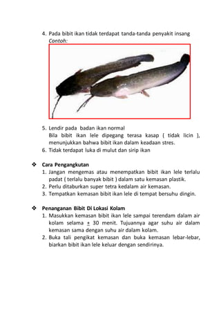 4. Pada bibit ikan tidak terdapat tanda-tanda penyakit insang
Contoh:
5. Lendir pada badan ikan normal
Bila bibit ikan lele dipegang terasa kasap ( tidak licin ),
menunjukkan bahwa bibit ikan dalam keadaan stres.
6. Tidak terdapat luka di mulut dan sirip ikan
 Cara Pengangkutan
1. Jangan mengemas atau menempatkan bibit ikan lele terlalu
padat ( terlalu banyak bibit ) dalam satu kemasan plastik.
2. Perlu ditaburkan super tetra kedalam air kemasan.
3. Tempatkan kemasan bibit ikan lele di tempat bersuhu dingin.
 Penanganan Bibit Di Lokasi Kolam
1. Masukkan kemasan bibit ikan lele sampai terendam dalam air
kolam selama + 30 menit. Tujuannya agar suhu air dalam
kemasan sama dengan suhu air dalam kolam.
2. Buka tali pengikat kemasan dan buka kemasan lebar-lebar,
biarkan bibit ikan lele keluar dengan sendirinya.
 